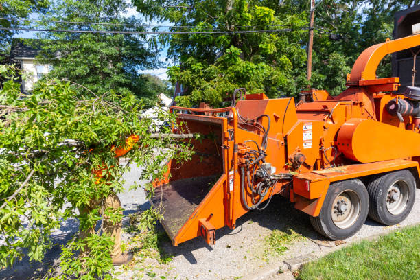 Large Tree Removal in Florissant, MO